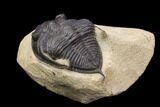 Bargain, Zlichovaspis Trilobite - Atchana, Morocco #119867-4